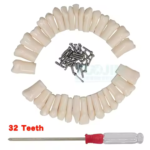 1Set 32pcs Dental Resin Tooth Plastic Replacement Teeth Dentist Teaching Model Practice Training Sup