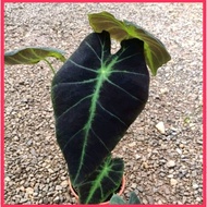 READY STOCK [ Colocasia Black Beauty Special Black Bunga Hidup] ALOCASIA