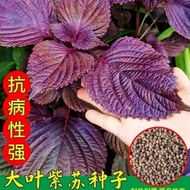 Four Seasons Edible Perilla Seeds Perilla Seeds Perilla Seeds Coriander Seeds Perilla Potted Balcony