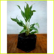 ✧ ❦ ◎ Aglaonema White Stem Plant (GROWN AND LIVE PLANTS)