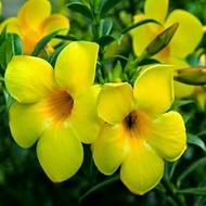 Pokok Alamanda 3 Keratan Ready Stock