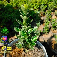 tanaman euonymus japonicus