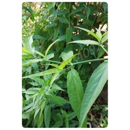 新鲜优遁草/Fresh Sabah Snake Grass/Daun Belalai Gajah + 新鲜白花地胆头叶/Fresh elephantopus scaber leaves