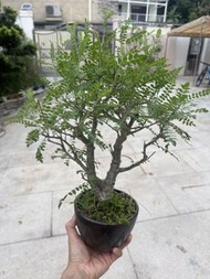 5月6相 盆景 一本雙幹 尼勒達乳香 / 尼哥乳香Boswellia neglecta