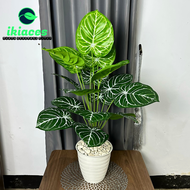 DAUN AGLONEMA ARTIFISIAL POHON MONSTERA PLASTIK BUNGA POT HIAS TANAMAN HIAS AESTHETIC DEKORASI BUNGA