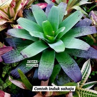 Super Rare ALCANTAREA EXTENZA / BY GHA GARDEN HOUSE