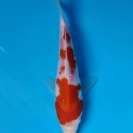 Koi Ikan Koi Import Kohaku Farm Maruyama 7 Alyashop243