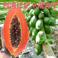 🌱4 Biji Benih🌱Betik Taiwan Dwarf Red Lady 红妃矮生木瓜种子