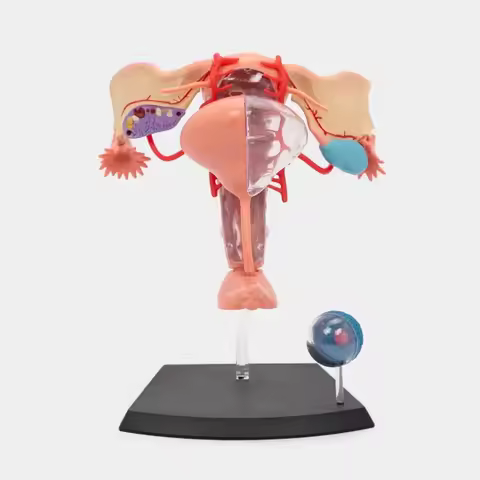 4D Master Human Female Reproductive System Anatomy Model Removable Human Body Organ Anatomical Model
