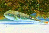 【成崧水族】沖繩娃娃魚 狗頭娃娃 沖繩娃娃 河豚