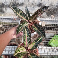 paket 2 pot red sumatra aglaonema