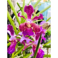 🇲🇾 Orchid Cutting🌱Keratan Orkid Vanda Tulang Wangi (No flower)