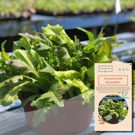 ▫☾Seeds Arugula Seeds, Rocket Salad, Vegetable Seeds#041 Plantable