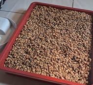 Biji kopi arabika Biji kopi pilihan di sangrai setengah matang 1000 gram