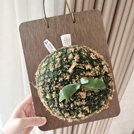 板植細菌鹿角蕨