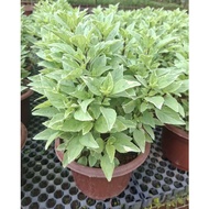 Thai Basil variegated (Pesto Perpetuo basil) .~7 inch pot,ht 300mm