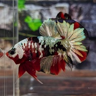 ikan cupang red koi cooper gold Bahan