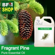 Pure Essential Oil (EO) - Pine - Fragrant Pine Essential Oil - 5L