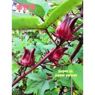 Fresh Roselle / 洛神花 / Bunga Rosell