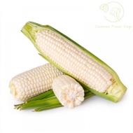 金马伦白玉米 Fresh White Corn Cameron Highlands