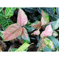 ✓Aglaonema Varieties 2