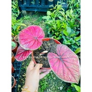 CALADIUM KELADI TEMBIKAI