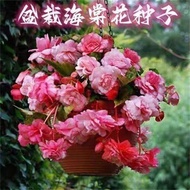 New Product] Four Seasons Potted Begonia Flower Seeds Glass Begonia Potted Plants Easy to Grow Flowe