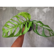 🤪CRAZY SALES 🤪👉Monstera Esqueleto/ Ready Stock