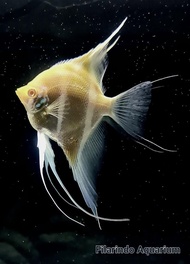 Dantum Albino Angelfish - Manfish - Altum Orinoco- 5cm (body only)