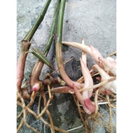 pokok lengkuas hutan / pokok lengkuas genting / herbal tenaga batin lelaki /herbal ubat kuat lelaki