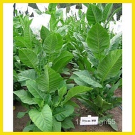 ◺ ◎ ◵ 2000 Grain~ ~Seeds Tobacco Grass Seeds !Haba Heirloom High Yield1000 Nuo  Cigar~ TKIW