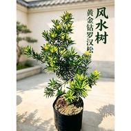 FENG SHUI shu Taiwan Gold Diamond Podocarpus Bonsai Plant No.185黄金钻罗汉松