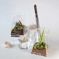 【沙漠生態植物瓶】DIY材料包+影片教學