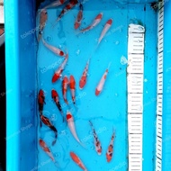 bibit ikan koi 7-8cm pilihan, murah meriah.