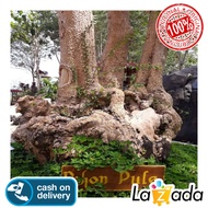 Bibit Pohon Pule Pulai Bahan Bonsai -_-