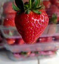 STRAWBERRY MENCIR GRADE A. STRAWBERRY FRESH- STRAWBERRY SEDANG