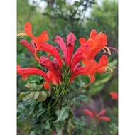 Keratan Batang Tecoma capensis 2 keratan