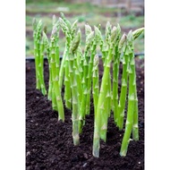 Asparagus Green Seed Wand 芦笋种子 Asparagus Biji Benih