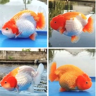 Ikan mas koki rancu red white fancy / ikan hias aquarium / goldfish