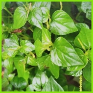 ❡ ♕ Pansit-Pansitan (Uprooted) Per Piece