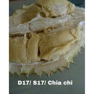 Anak Pokok Durian D17 Chiat Chi