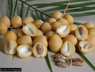 10 เมล็ด เมล็ดพันธุ์ อินทผาลัม (Date palm) จากต้นเพาะเนื้อเยื้อ สายพันธุ์ บาฮี เหลืองใหญ่