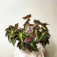 tanaman hias begonia heracleifolia / begonia / indoor