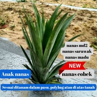 anak nanas / sulur nanas md2 sarawak dan madu untuk tanam sekitar rumah atau ladang