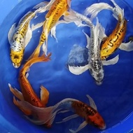 READY BIBIT IKAN KOI SLAYER METALIC SIZE 30CM TERLARIS