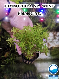 LIMNOPHILA SP. ‘MINI’ – ฝอยทองแคระ ต้นไม้น้ำ