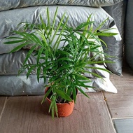 Bamboo palm/ office plant/ indoor plant/ pokok hidup