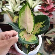 ' (SULTAN BRUNEI) AGLAONEMA - TANAMAN HIAS AGLONEMA SULTAN BRUNEI '