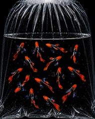 GPS Dumbo Koi Guppy Fish 1 pair