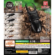 ‼️特價‼️［現貨］扭蛋 STAG BEETLE 8 / 大圖鑑系列 鍬形蟲 第8彈（1套5款）